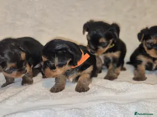 Yorkshire Terrier dogs 4 Stunning Miniature Yorkshire Terrier Puppiess - Advert 3