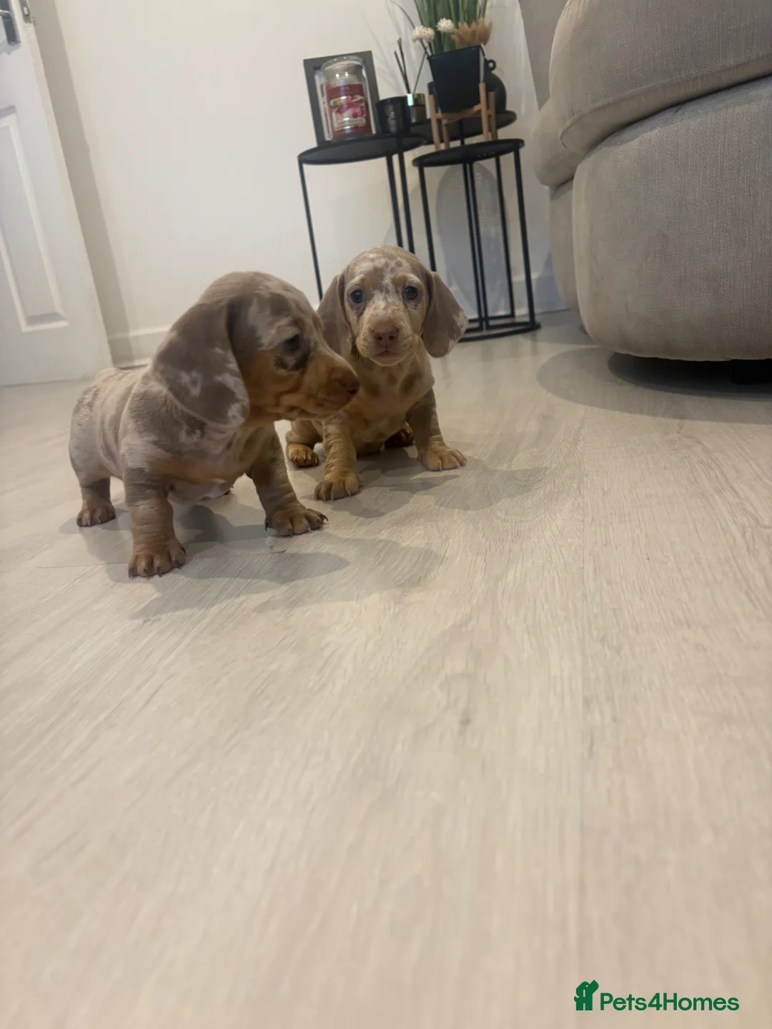 Dachshund dogs for sale: Dapple/lilac sausage dogs  - Advert 2