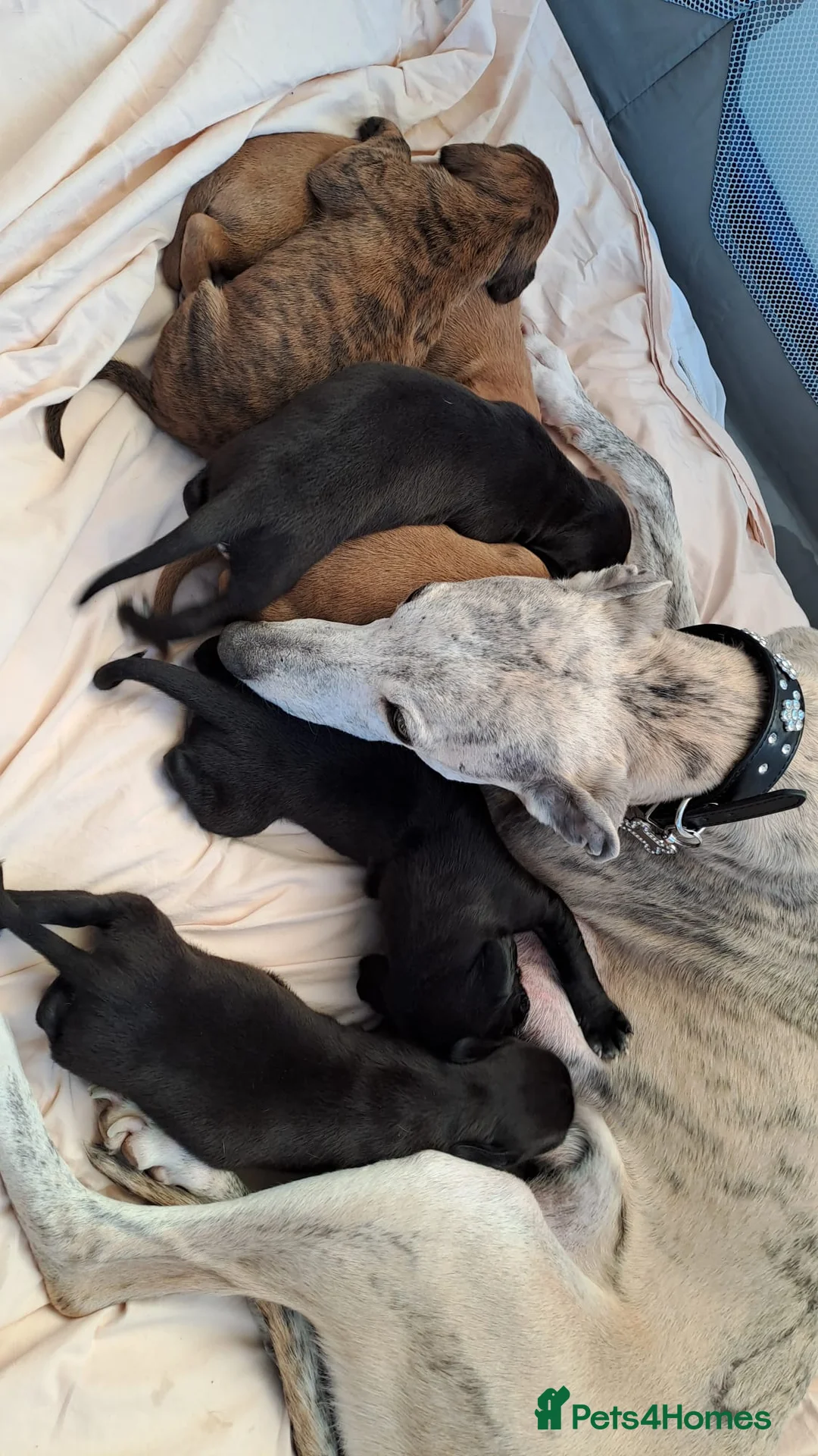 Mixed Breed dogs for sale: Vizzy whips puppies for sale  - Advert 2