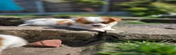 Mixed Breed dogs for sale: Beautiful last little girl - Advert 1
