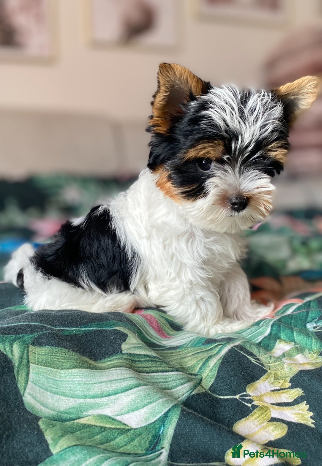 Yorkshire Terrier dogs for sale: Beautiful very small xxxs Biewer Yorkshire Terrier - Image 36
