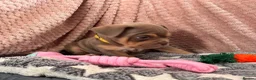 Mixed Breed dogs for sale: French bulldog X Pocket bully in Birmingham - Advert 6