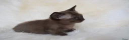 Burmese cats for sale: Championship Quality Kittens in Honiton - Advert 10