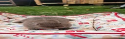 Netherland Dwarf rabbits for sale: Baby Rabbits for Sale – Beautiful Colours 🐰❤️ - Advert 10