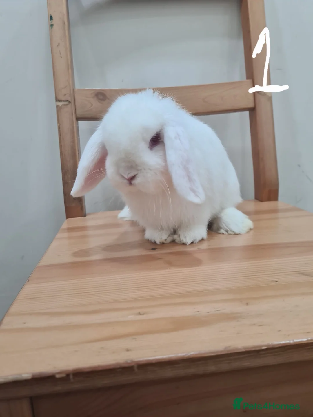 Mini Lop rabbits for sale: Pure breed mini lops  - Advert 1