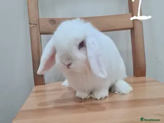 Mini Lop rabbits Pure breed mini lops - Advert 16