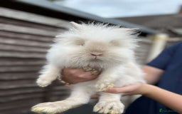 Lionhead rabbits for sale: Beautiful lionhead bunnies - Image 2