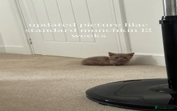 Munchkin cats for sale: REDUCED LAST 2 KITTENS  - Image 1