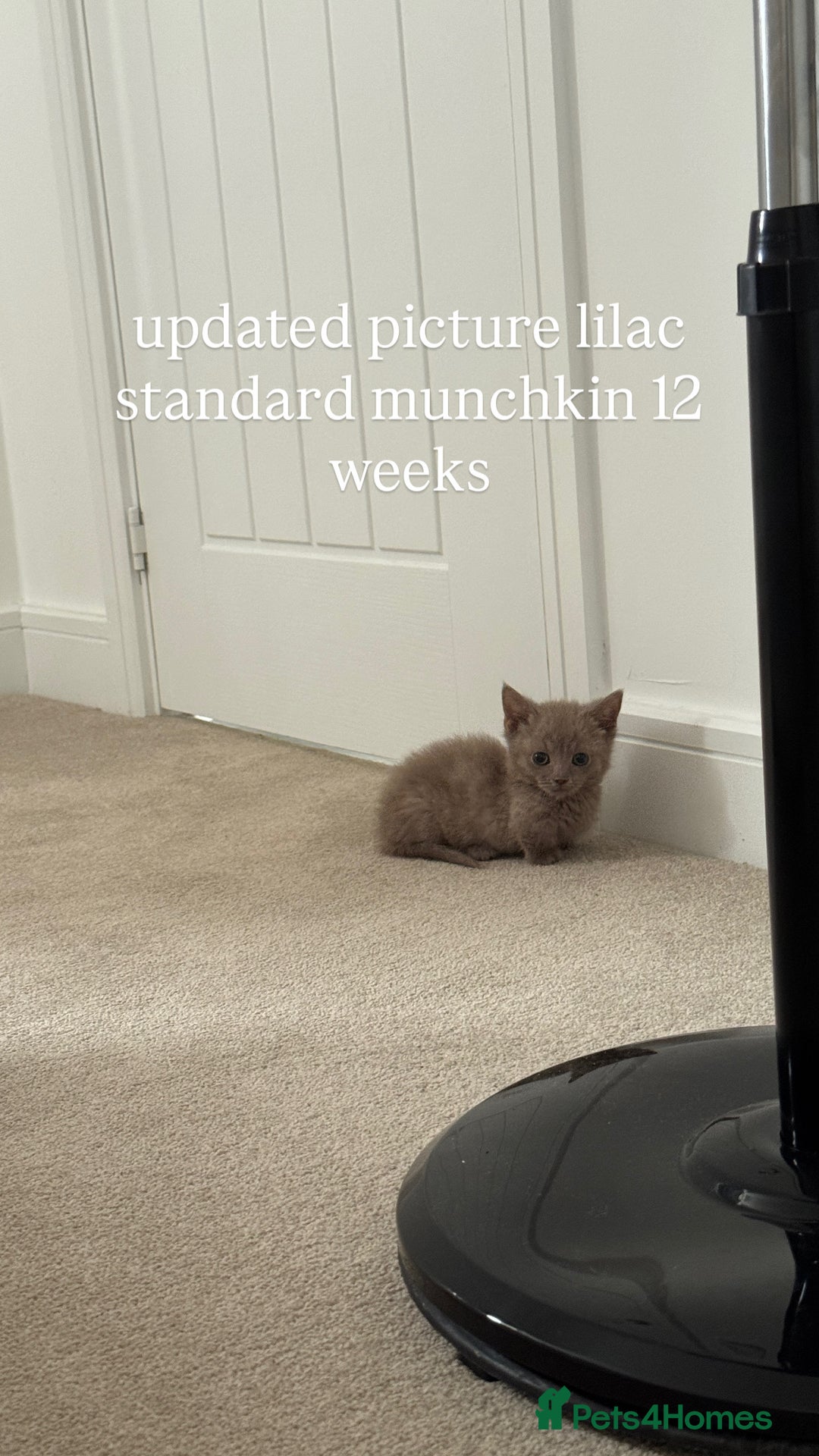 Munchkin cats for sale: REDUCED LAST 2 KITTENS  - Image 1