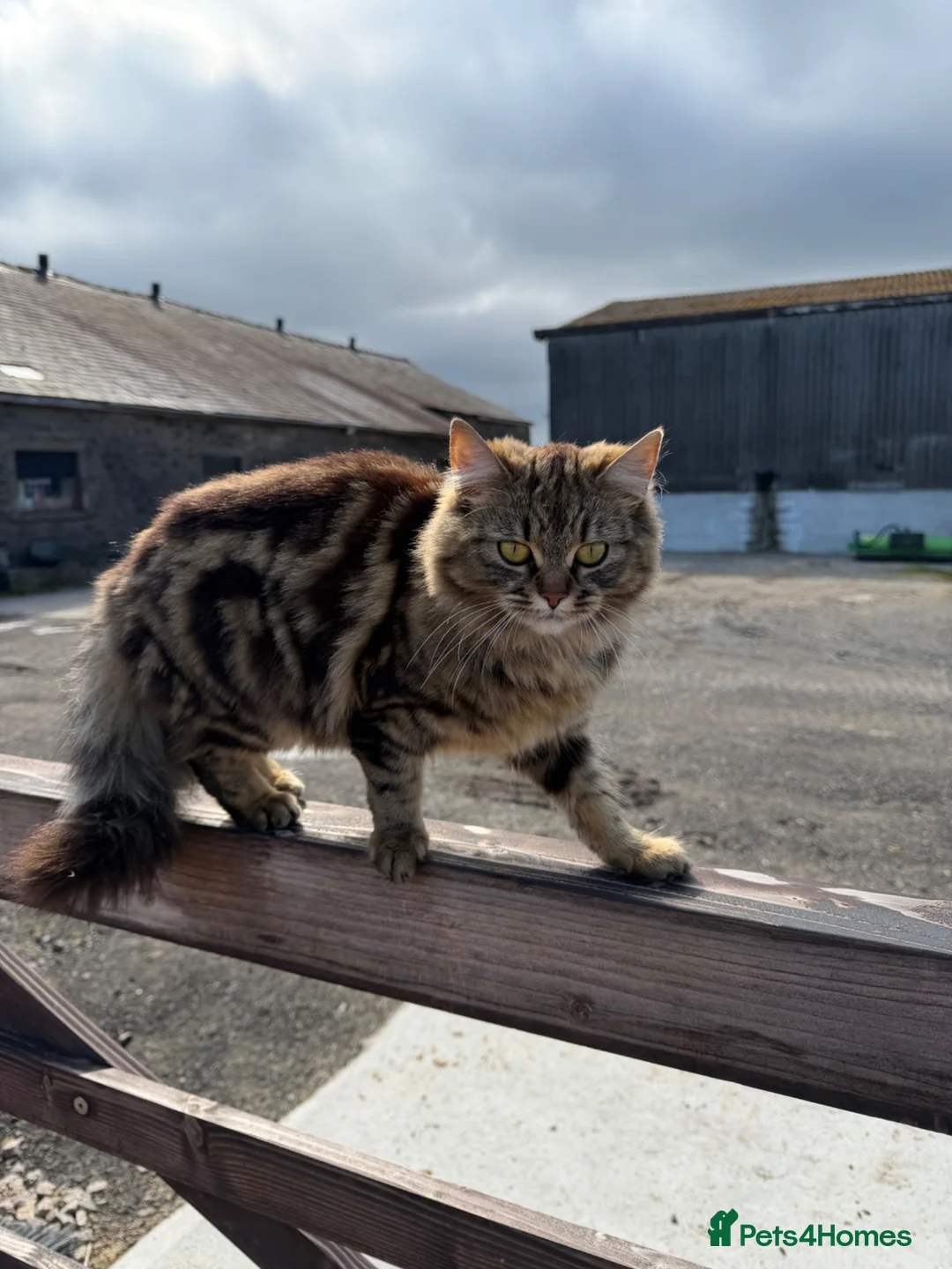 Mixed Breed cats for sale: 2 male kittens available  in Burnley - Advert 1