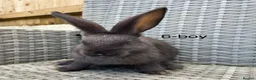 Continental Giant rabbits for sale: 🐇 pure bred continental giants 🐇  - Advert 4