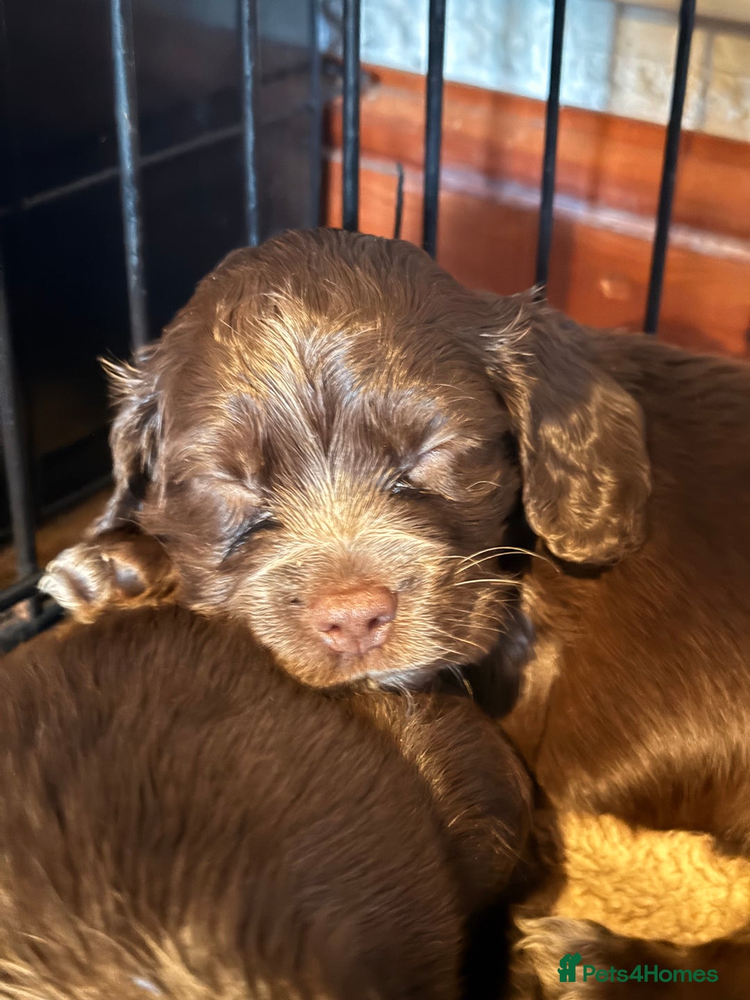 Cocker Spaniel dogs for sale: Cocker spaniel puppies - Advert 9