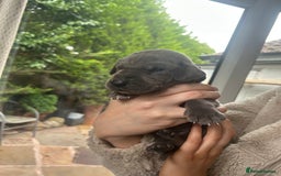 Great Dane dogs for sale: Champion Great Dane puppies for sale - Image 9