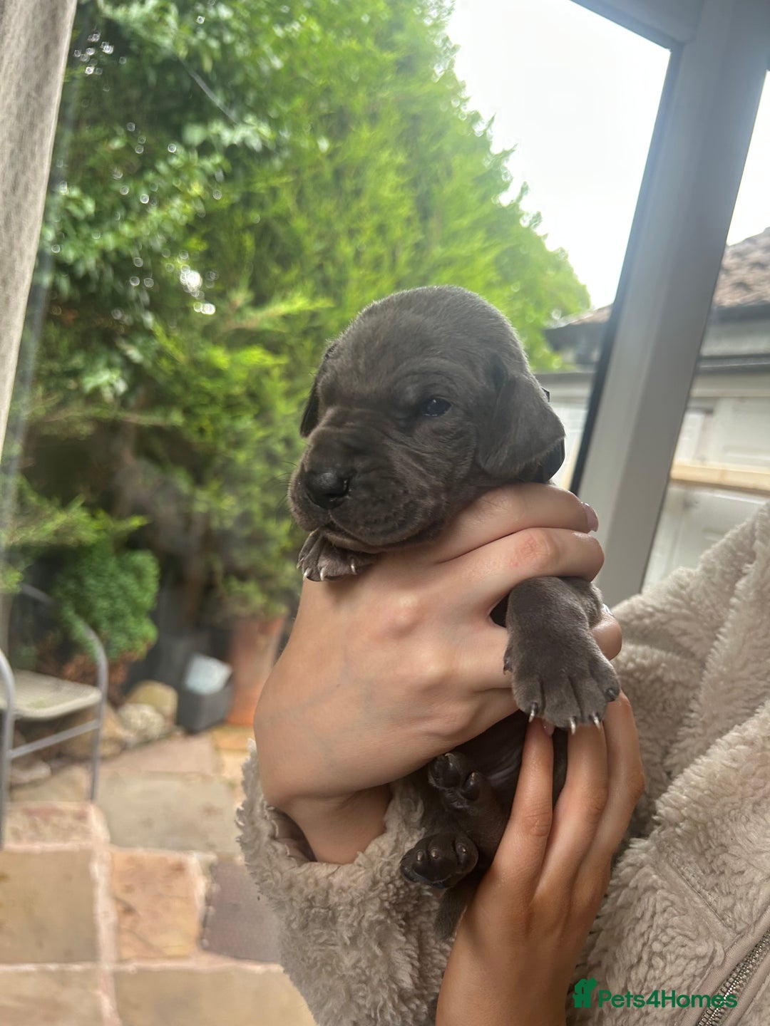 Great Dane dogs for sale: Champion Great Dane puppies for sale - Image 9