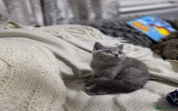 British Shorthair cats for sale:  Gorgeous BRITISH SHORTHAIR MALE  - Advert 4