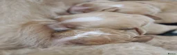 Goldendoodle dogs for sale: Exceptional Health tested Goldendoodle puppies - Advert 7