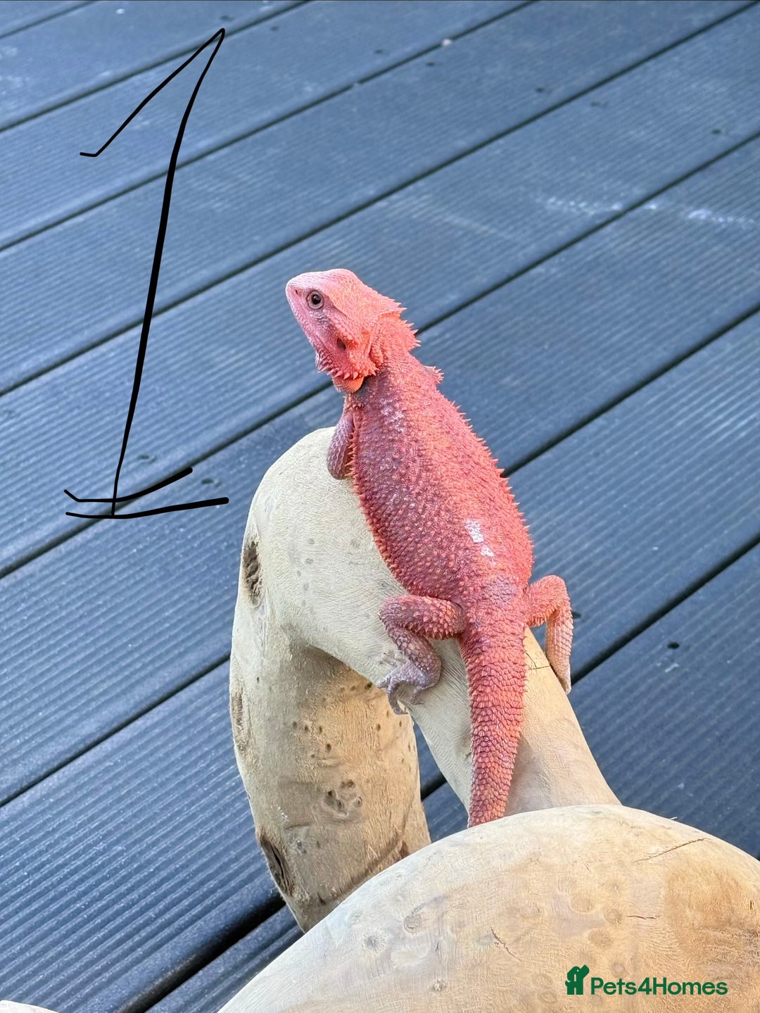 Bearded Dragon reptiles for sale: Bearded Dragon. Red Monster line - Advert 9