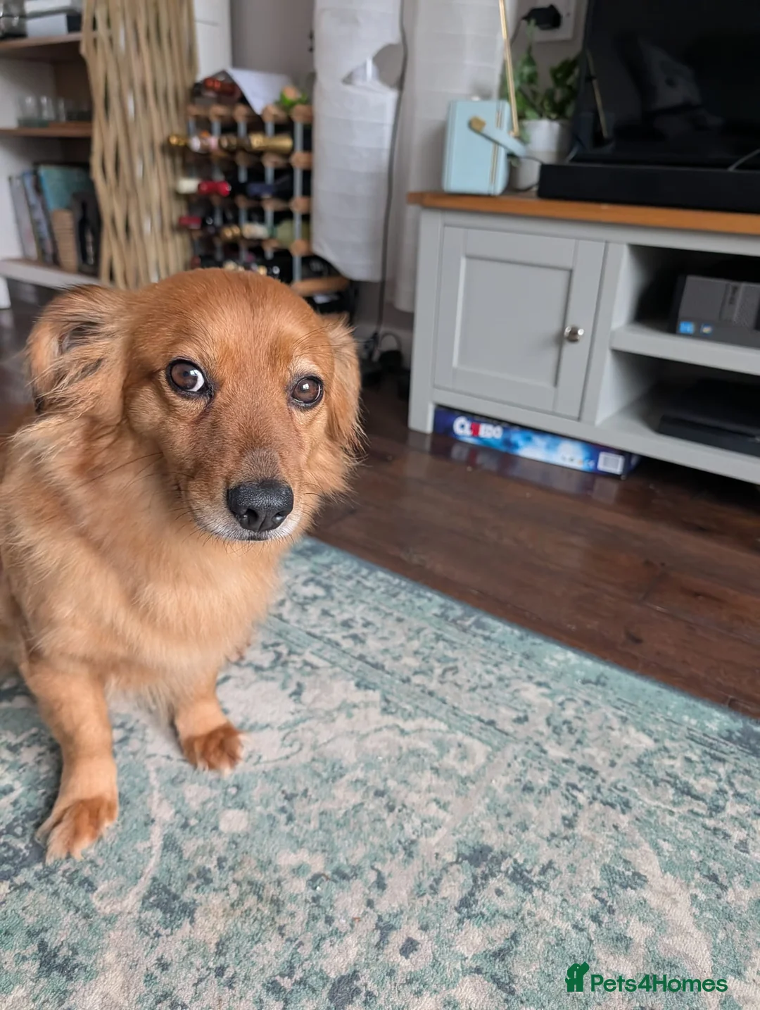 Mixed Breed dogs for adoption: Sweet Roka Needs LoVE - Advert 8