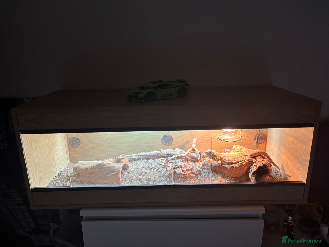 Bearded Dragon reptiles for sale: 3 Year old Female bearded dragon + vivarium - Advert 4