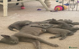 Russian Blue cats for sale: 5 Pure Pedigree Russian Blue Kittens *LAST MALE* - Image 5