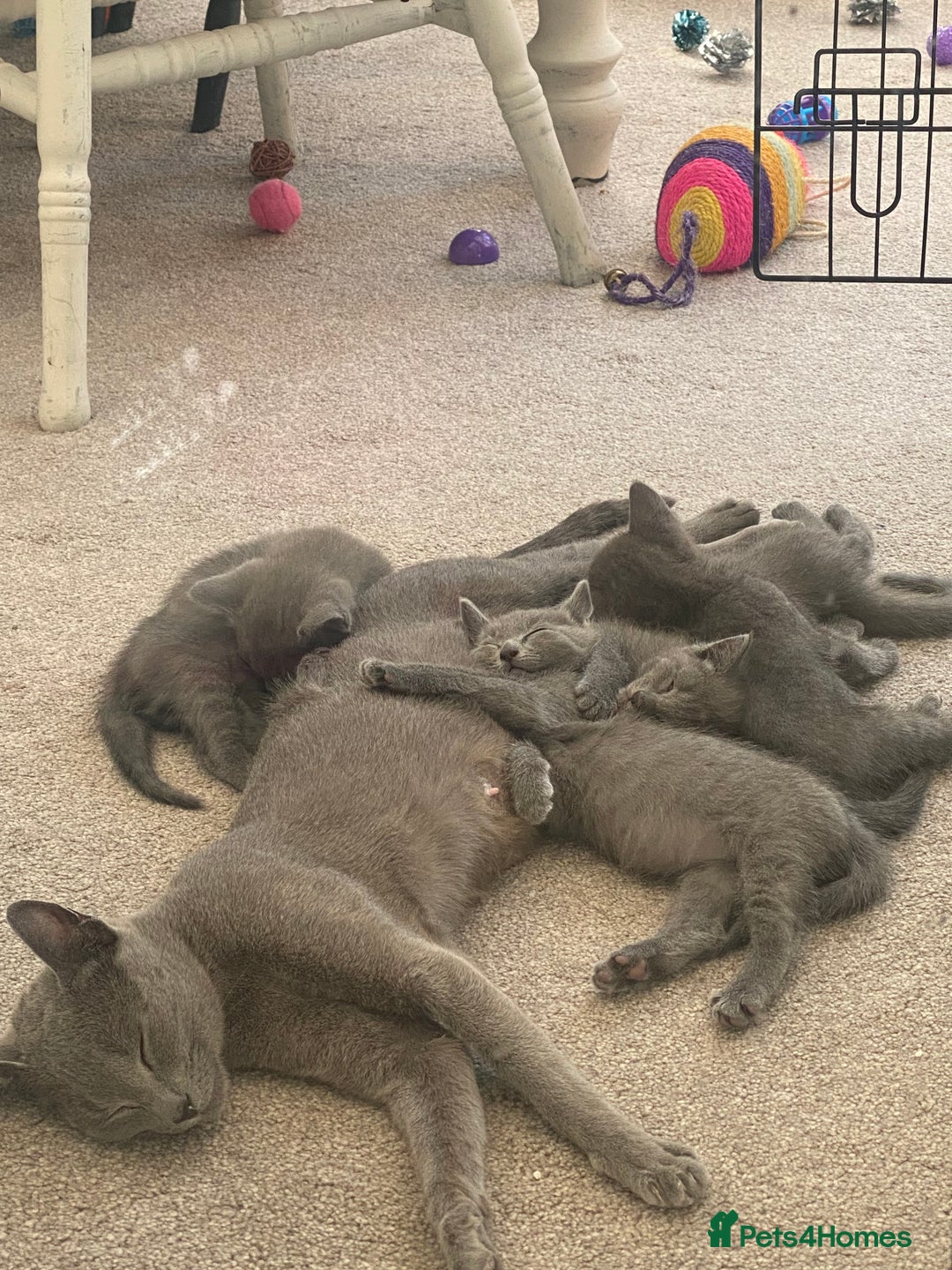 Russian Blue cats for sale: 5 Pure Pedigree Russian Blue Kittens *LAST MALE* - Image 5