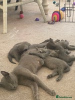 Russian Blue cats - Advert 1