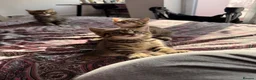 British Shorthair cats for sale: Adorable BSH BLH kittens ready to go. - Advert 18