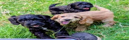 Cockapoo dogs for sale: Licensed breeder, health tested F1 cockapoos - Advert 30