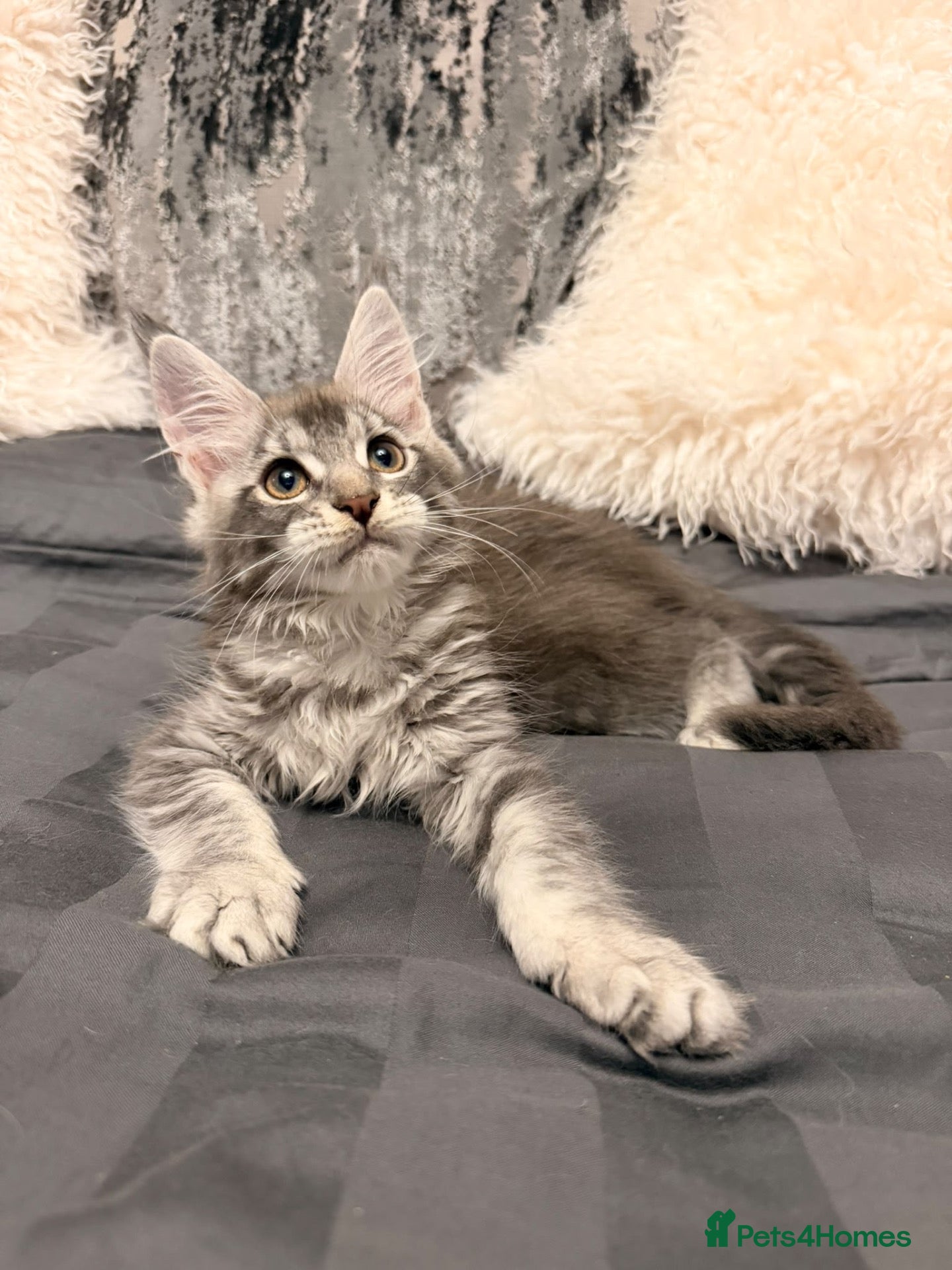 Maine Coon cats Stunning Maine Coon Litter Of Kittens  - Advert 15