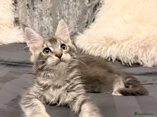 Maine Coon cats Stunning Maine Coon Litter Of Kittens - Advert 15