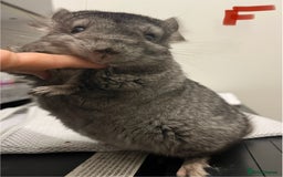 Chinchilla rodents for sale: Chinchilla kits (Dorset) - Image 10