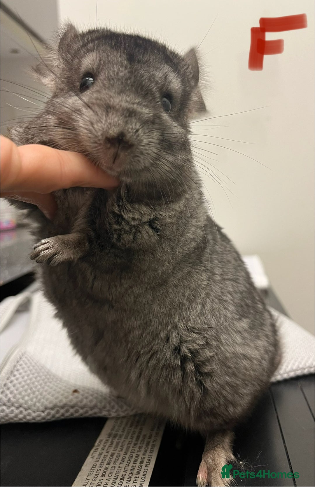 Chinchilla rodents for sale: Chinchilla kits (Dorset) - Image 10