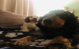 Cocker Spaniel dogs for sale: Beautiful Show Orange Roan Girl KC Reg - Image 4