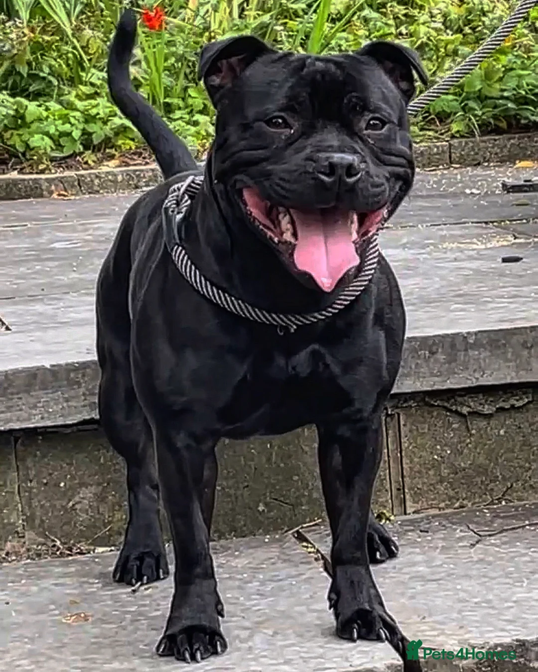 Staffordshire Bull Terrier dogs for stud: *ULTIMATE STUD PACKAGE DEAL* KASSIUS BEST UK BLACK in Manchester - Advert 3