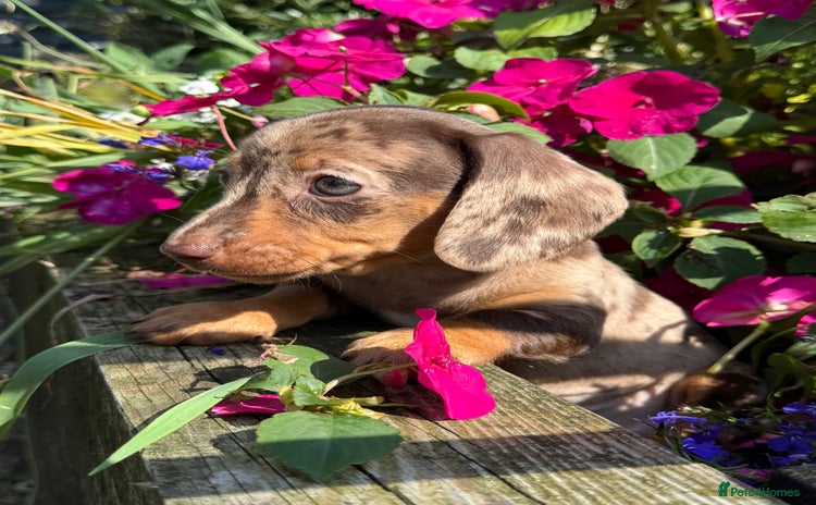 Miniature Dachshund dogs - Advert 10