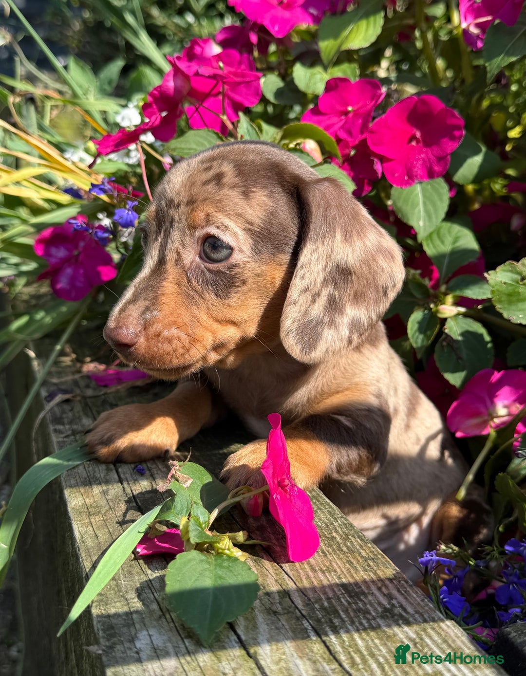 Miniature Dachshund dogs for sale: Exceptional miniature dachshund puppies - Image 1