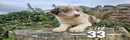 Border Collie dogs for sale: Stunning Border Collie pups from working home - Advert 4