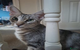 Maine Coon cats for sale: Gorgeous Maine Coon cross Oriental kittens - Image 10