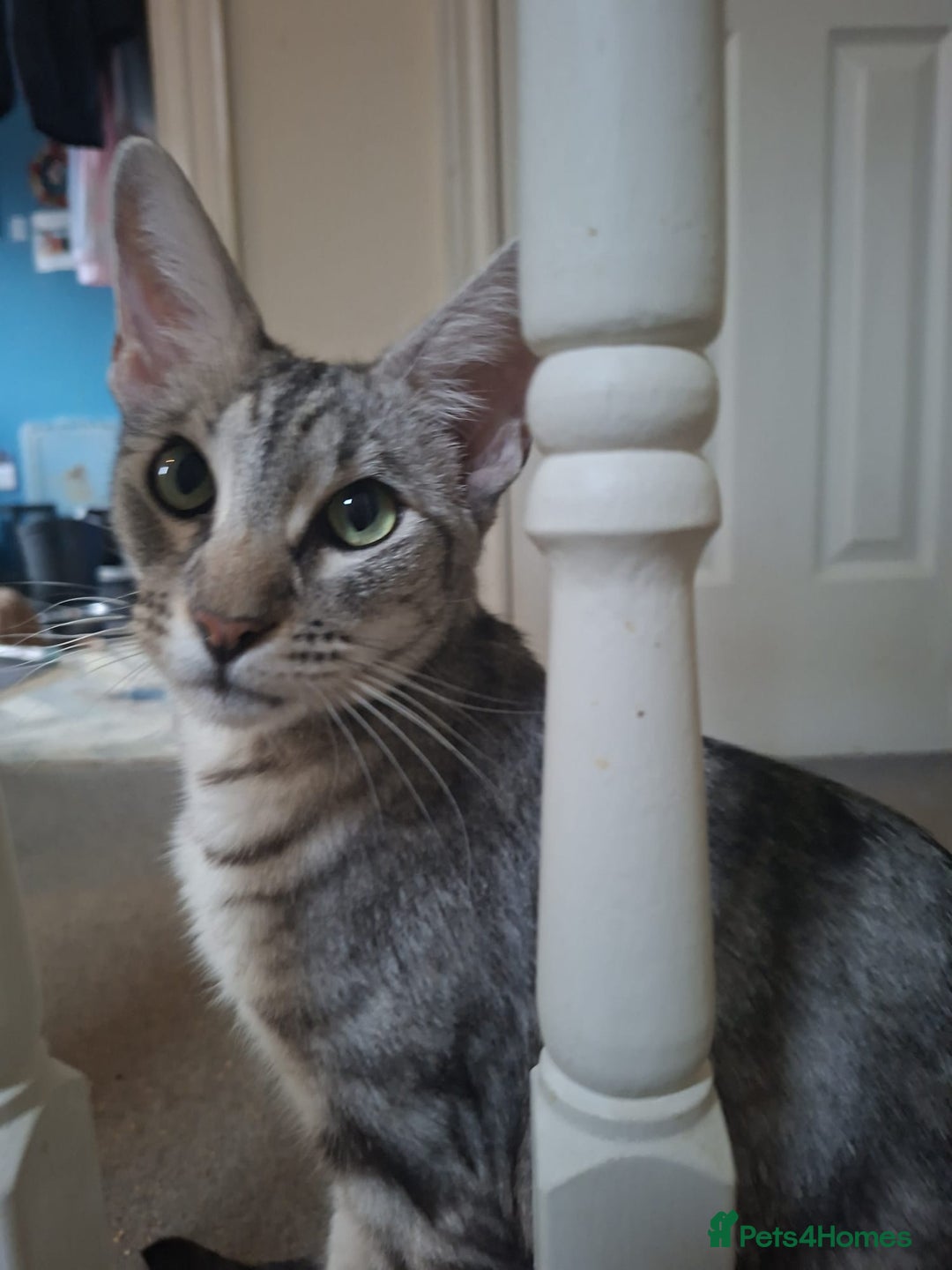 Maine Coon cats for sale: Gorgeous Maine Coon cross Oriental kittens - Image 10