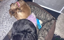 Shih Tzu dogs for sale: Sweet natured miniature female Shitzu  - Advert 4