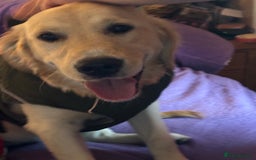 Golden Retriever dogs for sale: Gorgeous Goldie - Image 5