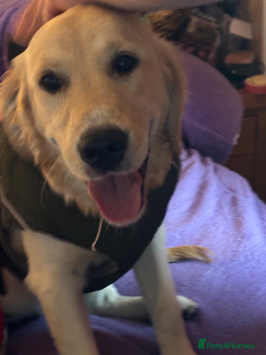 Golden Retriever dogs for sale: Gorgeous Goldie - Image 5