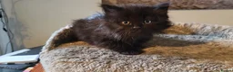 British Longhair cats for sale: British Longhair Kittens - Advert 5
