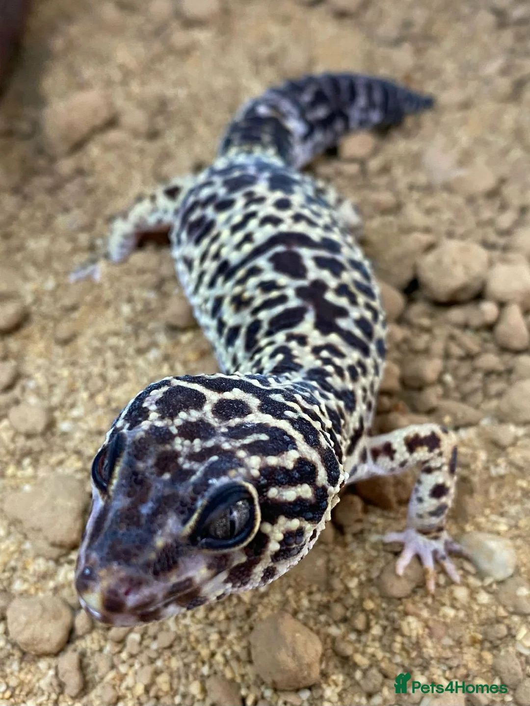 Gecko reptiles for sale: Crested Geckos  - Advert 9