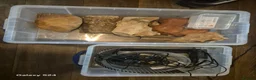 Python Snake reptiles for sale: Complete 4ft Vivexotic Stack & 4 Ball Pythons. in Chatham - Advert 24