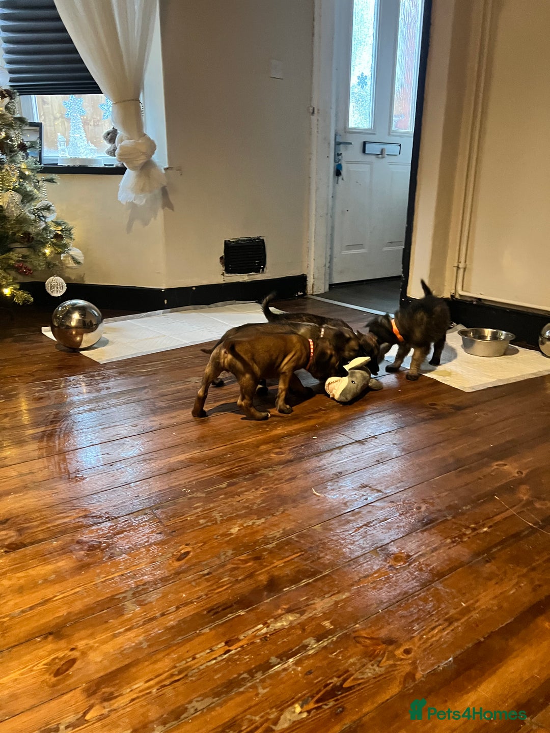 Mixed Breed dogs for sale: Belgium Shepherd mix breed - Advert 4