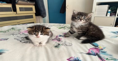 British Longhair cats - Advert 2