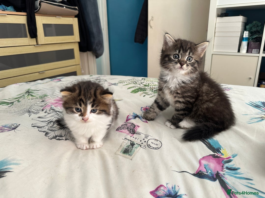 British Longhair cats for sale: Ready Now!! Beautiful BLH Kittens 💜🐾 - Image 2