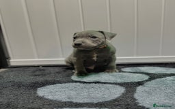 Staffordshire Bull Terrier dogs for sale: Blue Staffordshire Bull Terrier Champion Pups  - Image 4