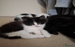 Mixed Breed cats for sale: seven funny kittens - Image 17